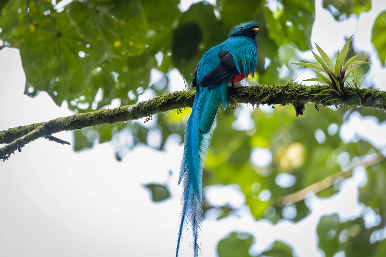 tours-lake-atitlan-bird-watching-quetzal