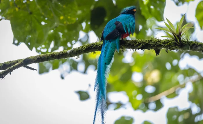 tours-lake-atitlan-bird-watching-quetzal