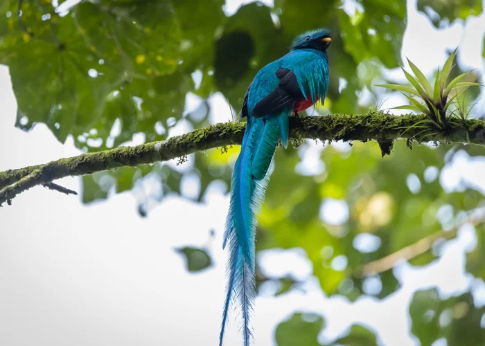 tours-lake-atitlan-bird-watching-quetzal