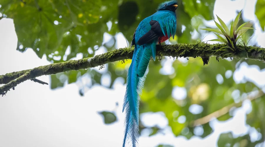 tours-lake-atitlan-bird-watching-quetzal